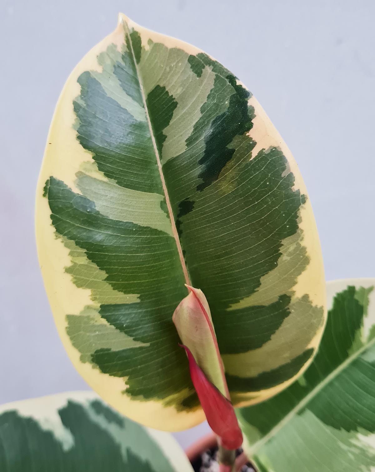 Ficus elastica 'Tineke'