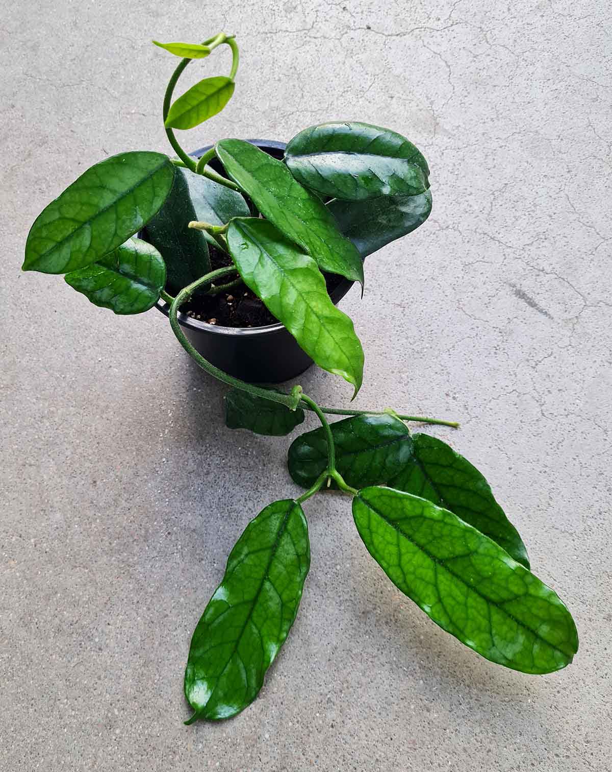 Hoya globulosa