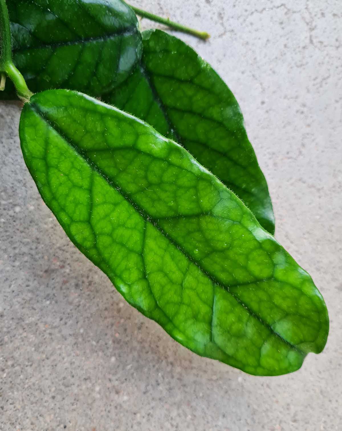 Hoya globulosa