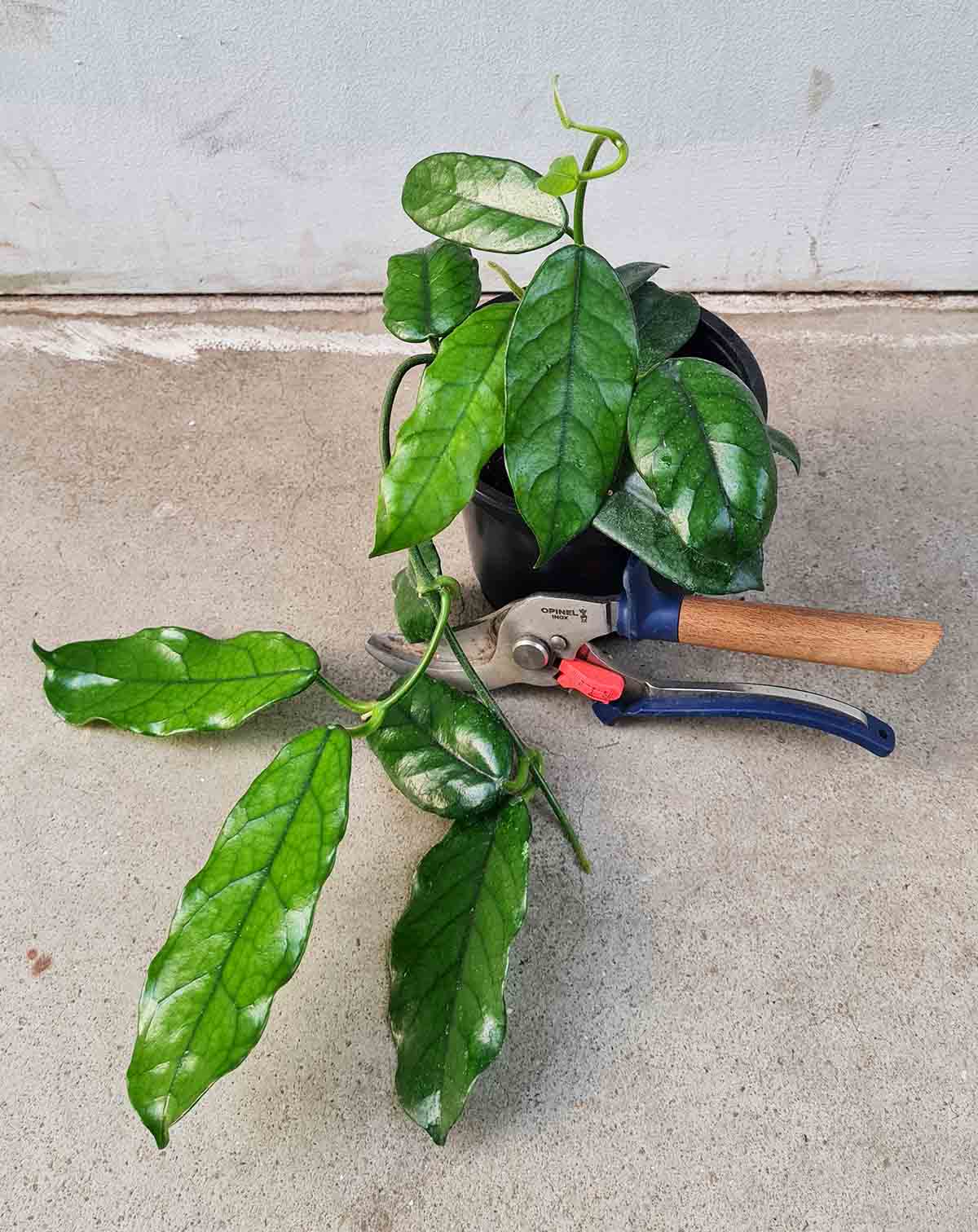 Hoya globulosa