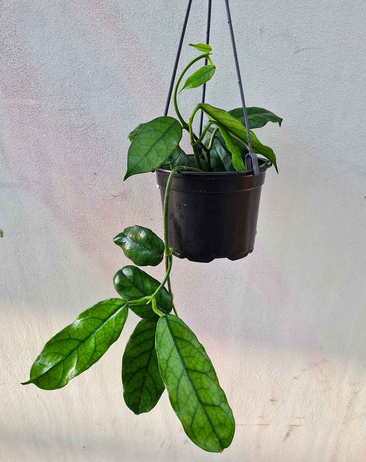 Hoya globulosa