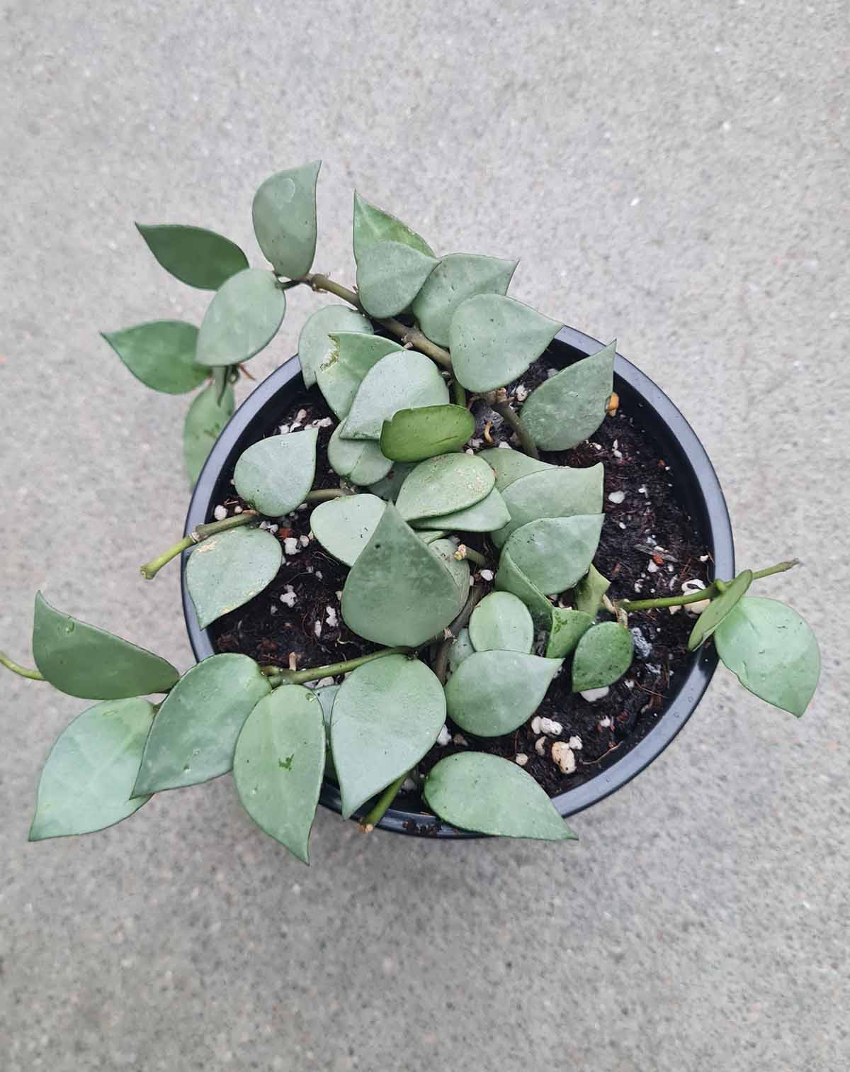 Hoya krohniana 'Eskimo'