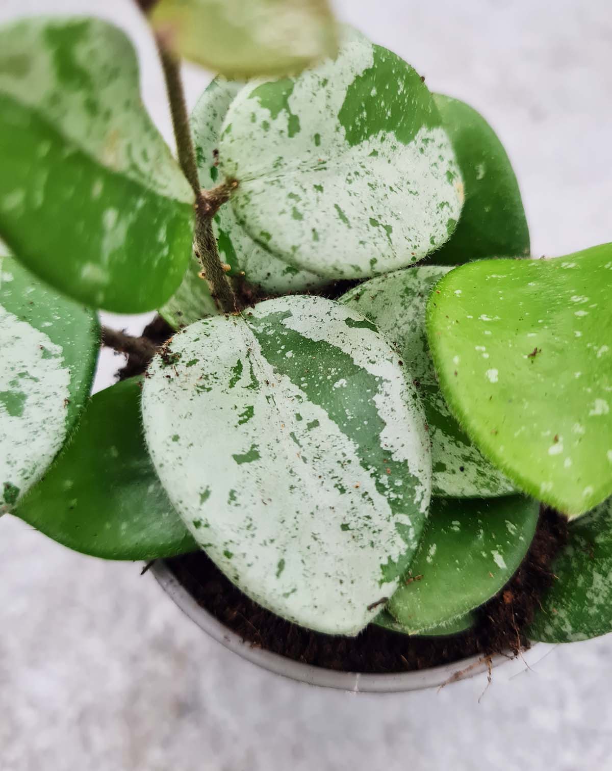Hoya 'Mathilde Splash'