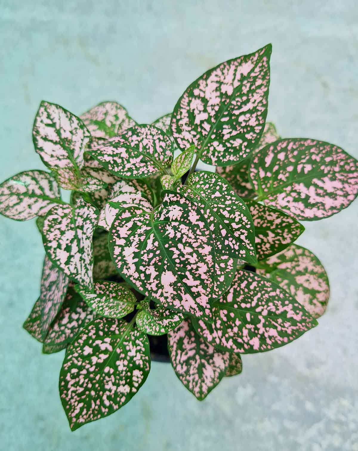 Hypoestes phyllostachya