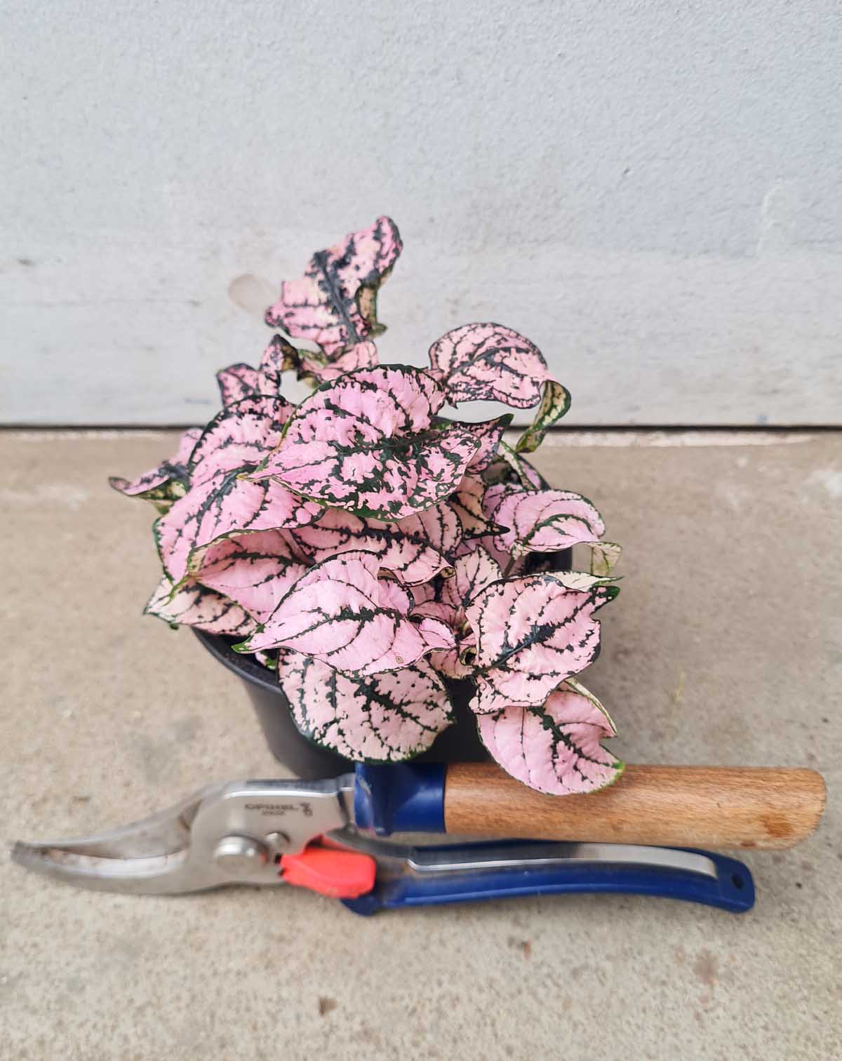 Hypoestes phyllostachya