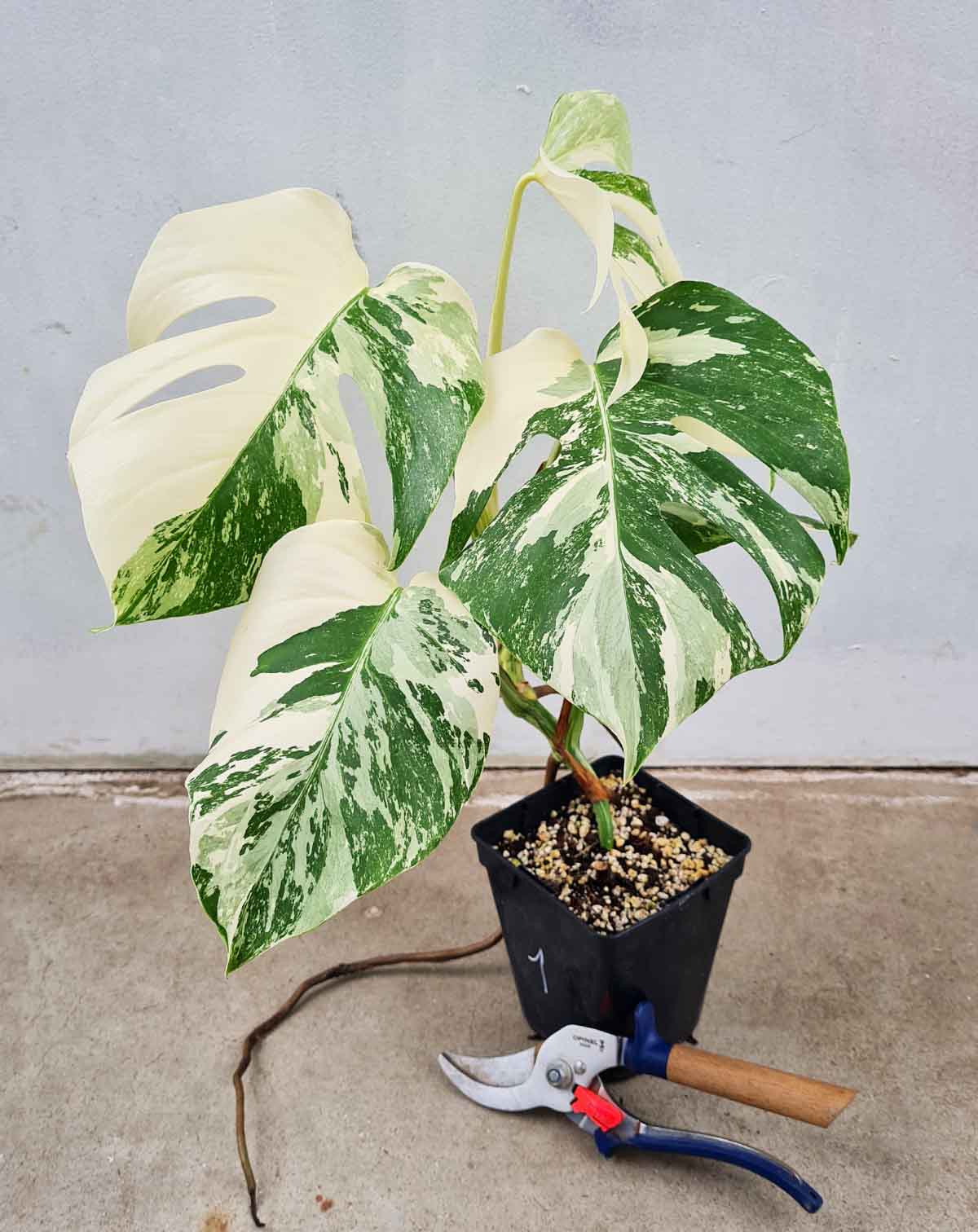 Monstera deliciosa variegata