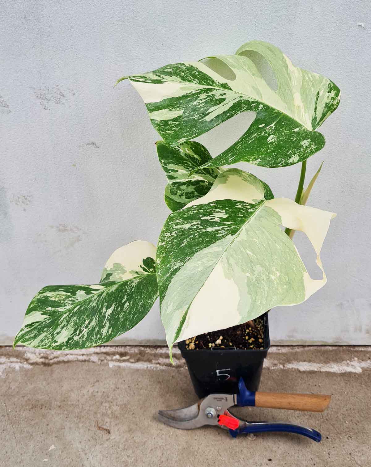 Monstera deliciosa variegata