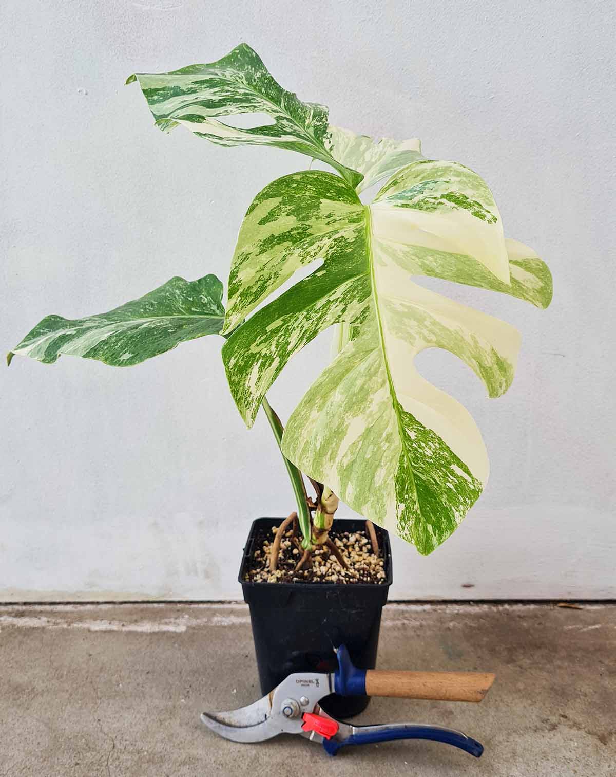 Monstera deliciosa variegata