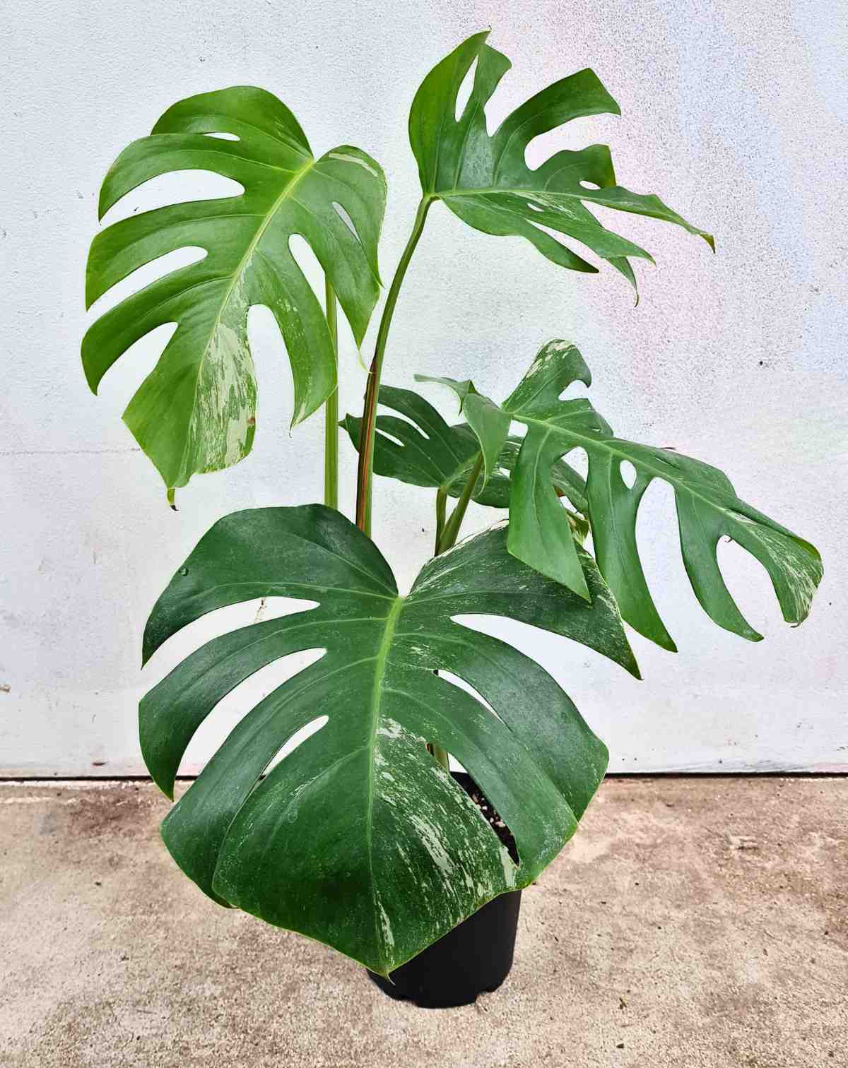 Monstera deliciosa variegata