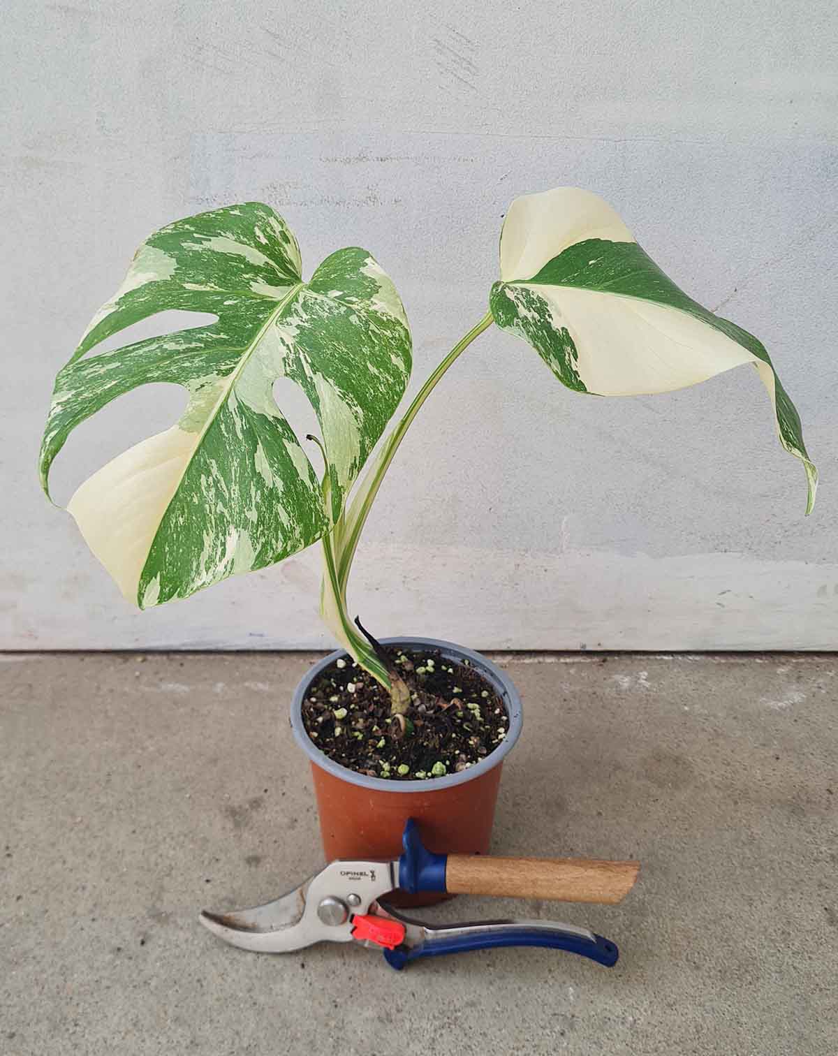 Monstera deliciosa variegata
