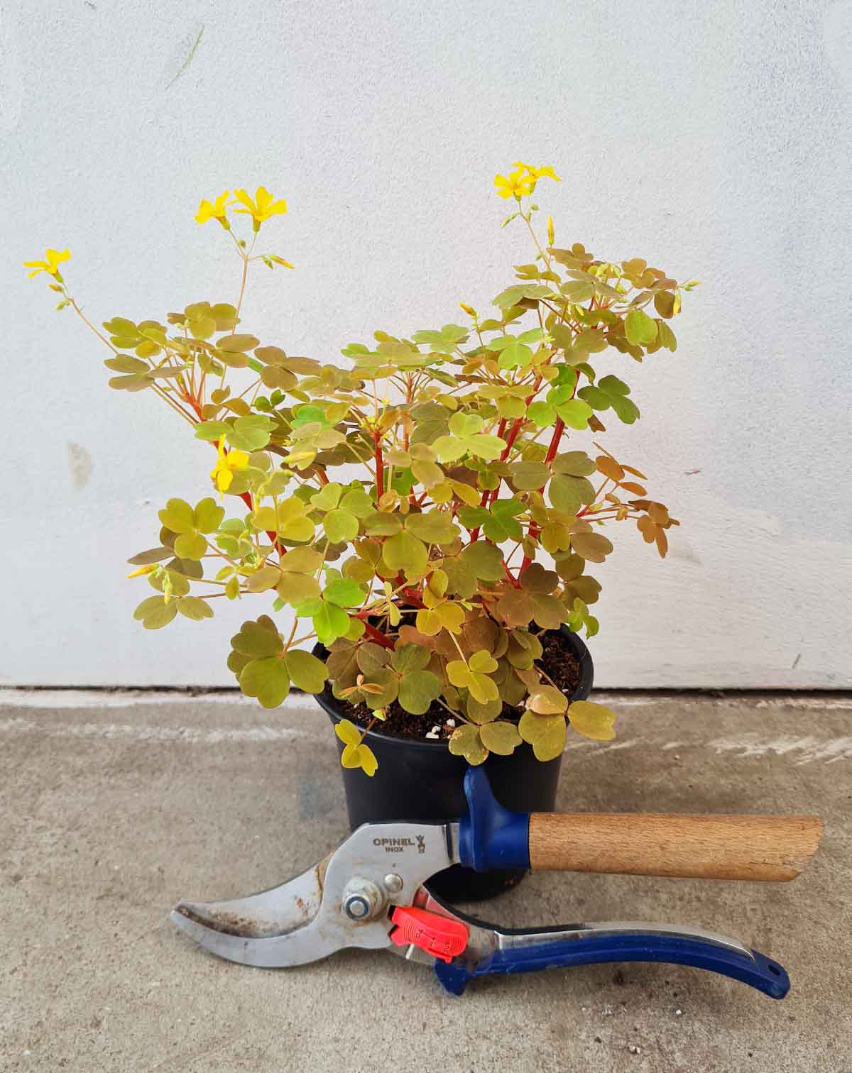 Oxalis vulcanicola 'Sunset Velvet'