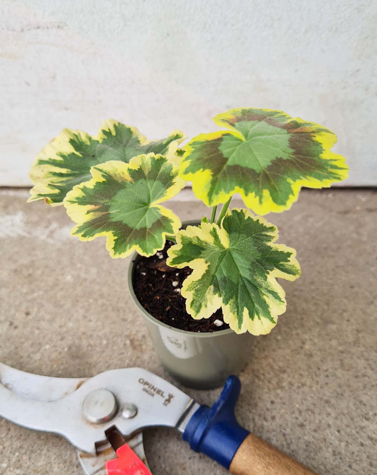 Pelargonium 'Mrs Pollock'