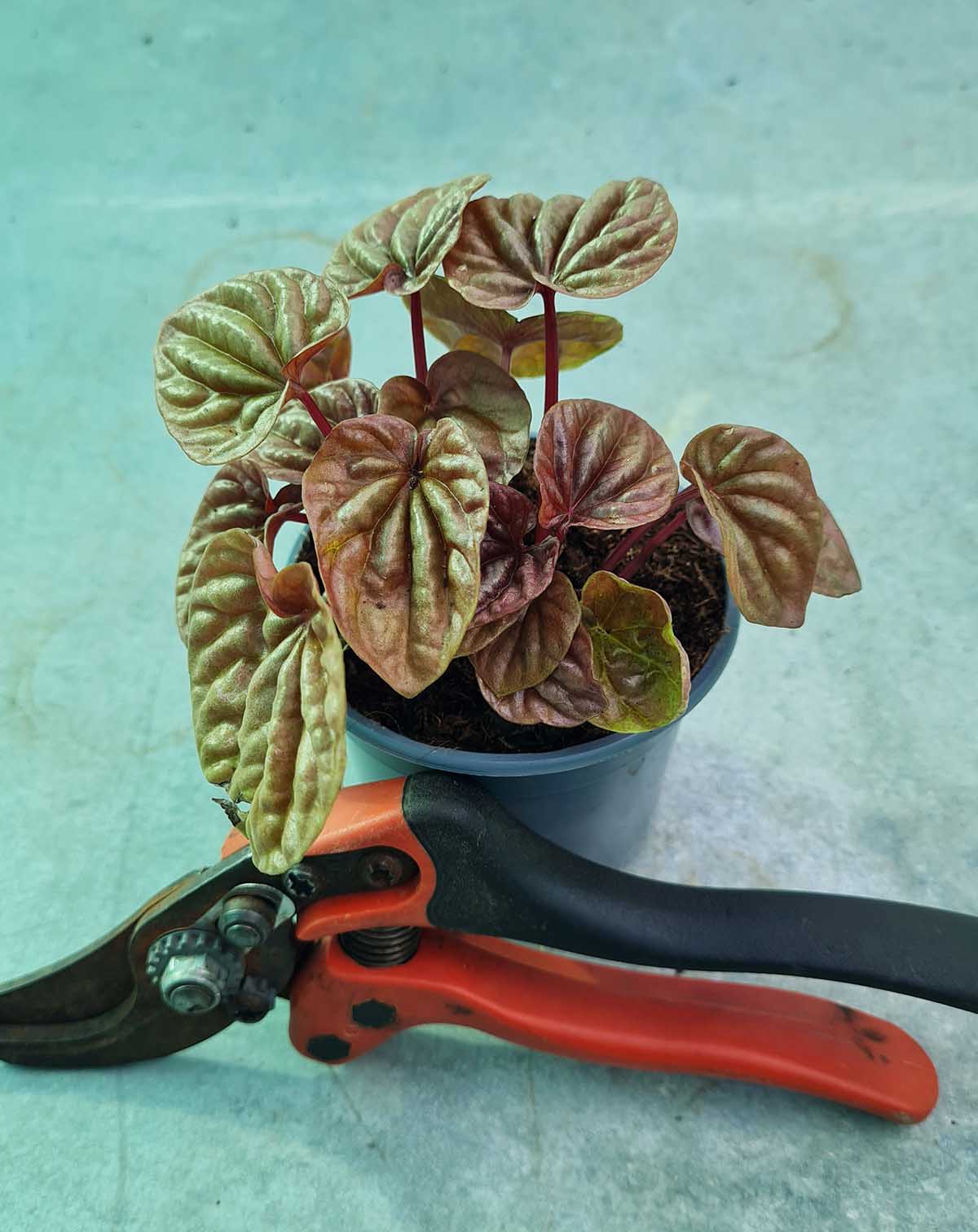 Peperomia caperata 'Quito'