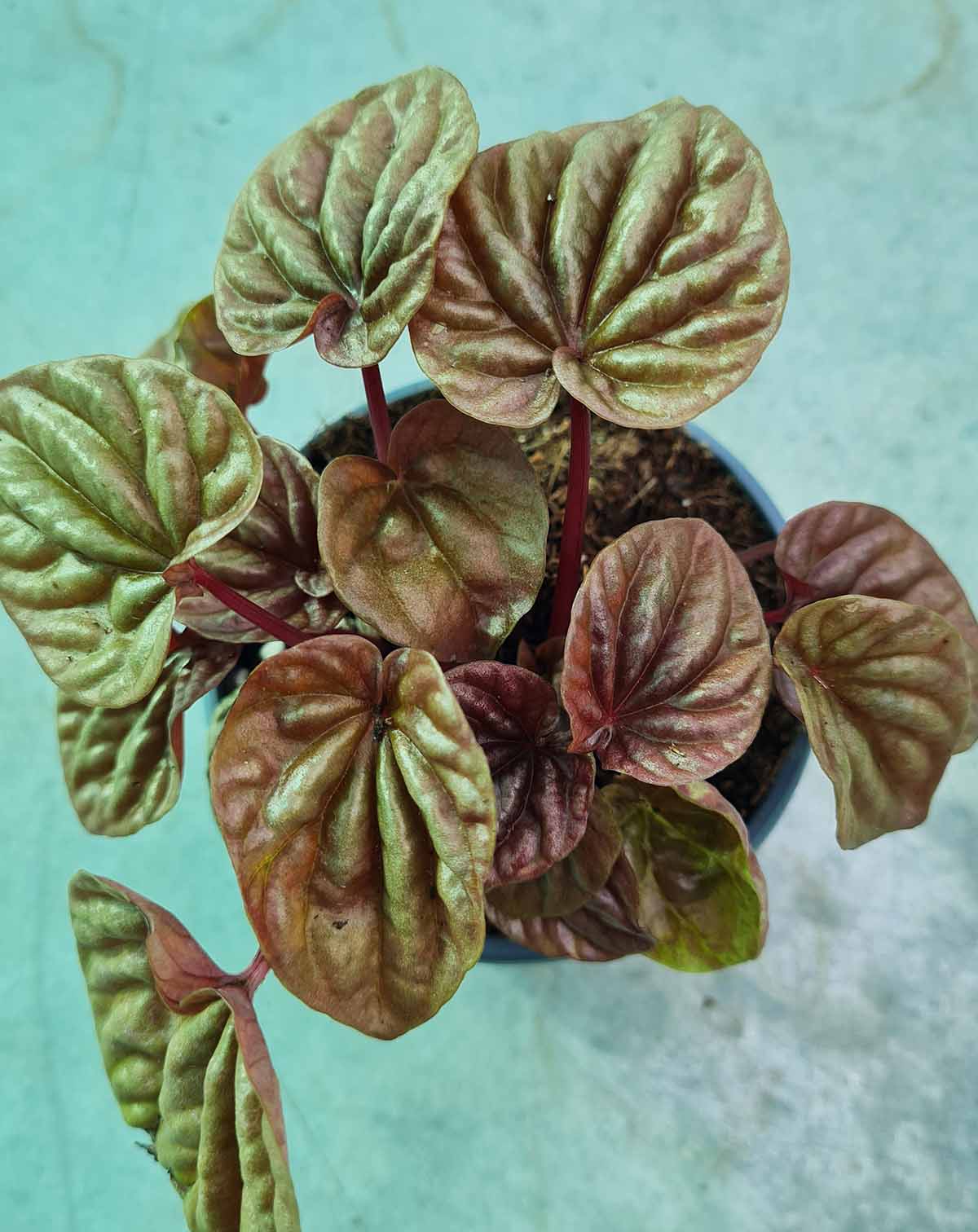 Peperomia caperata 'Quito'