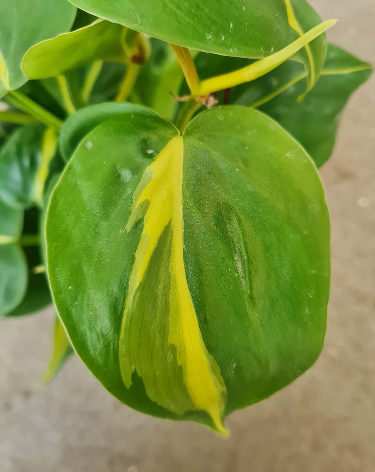 Philodendron scandens 'Brasil'