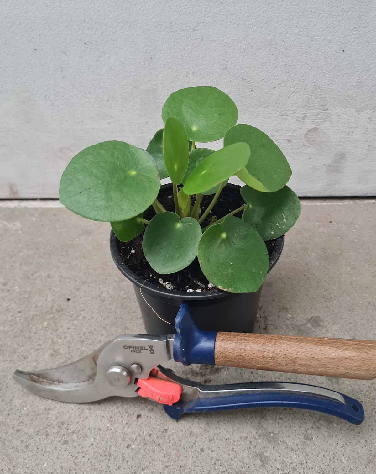 Pilea peperomioides