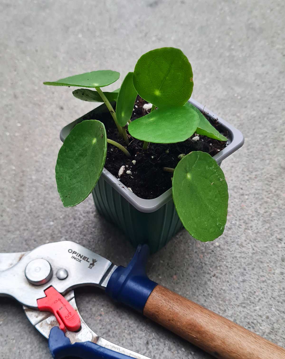 Pilea peperomioides