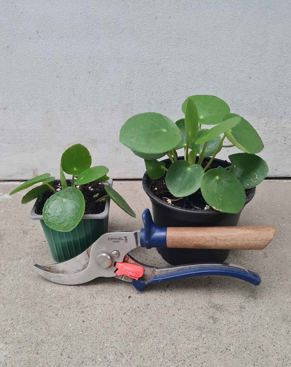 Pilea peperomioides