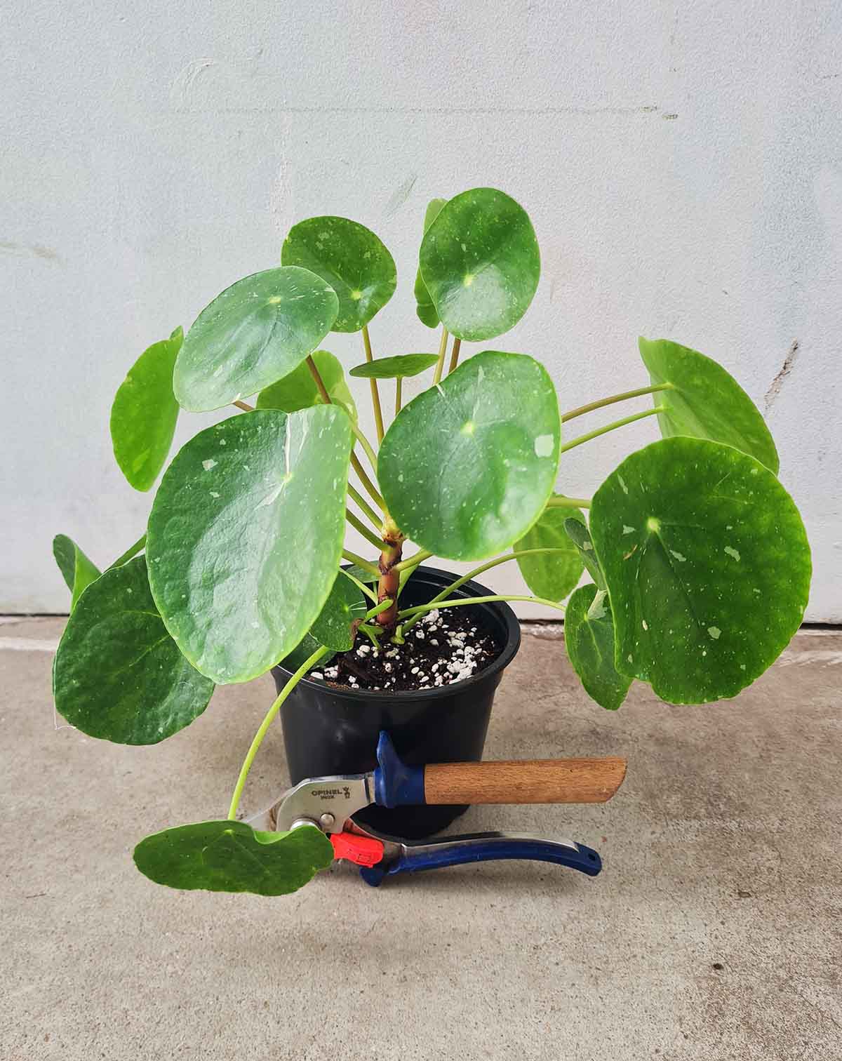 Pilea peperomioides 'White Splash'