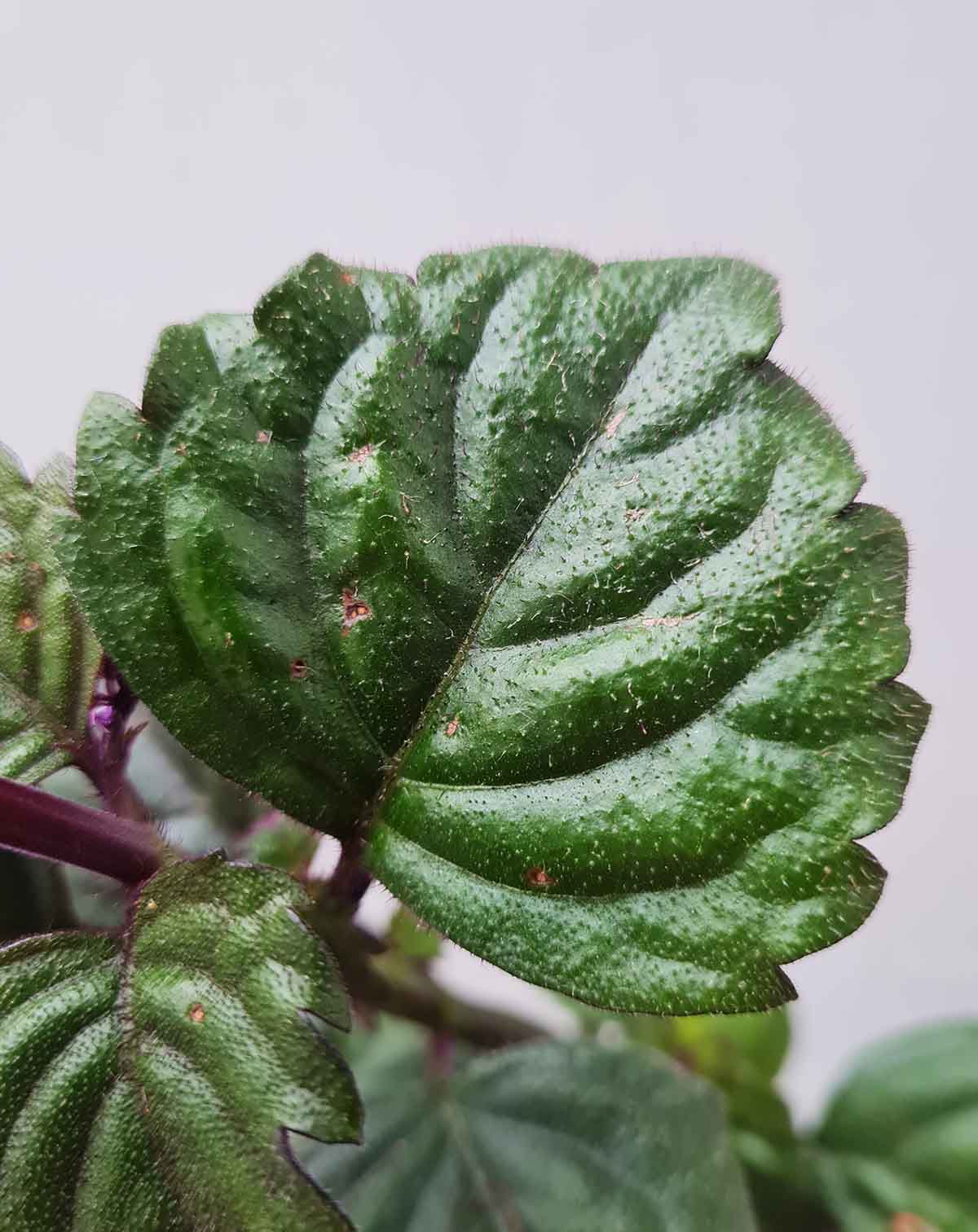 Plectranthus ‘Magic Mona Purple’