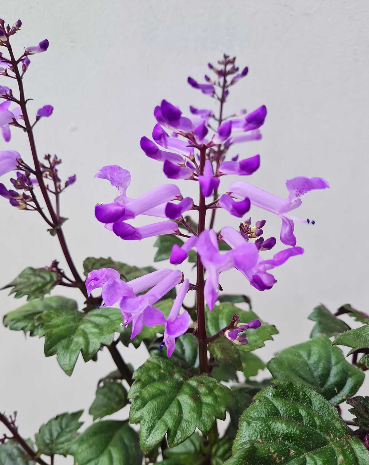 Plectranthus ‘Magic Mona Purple’