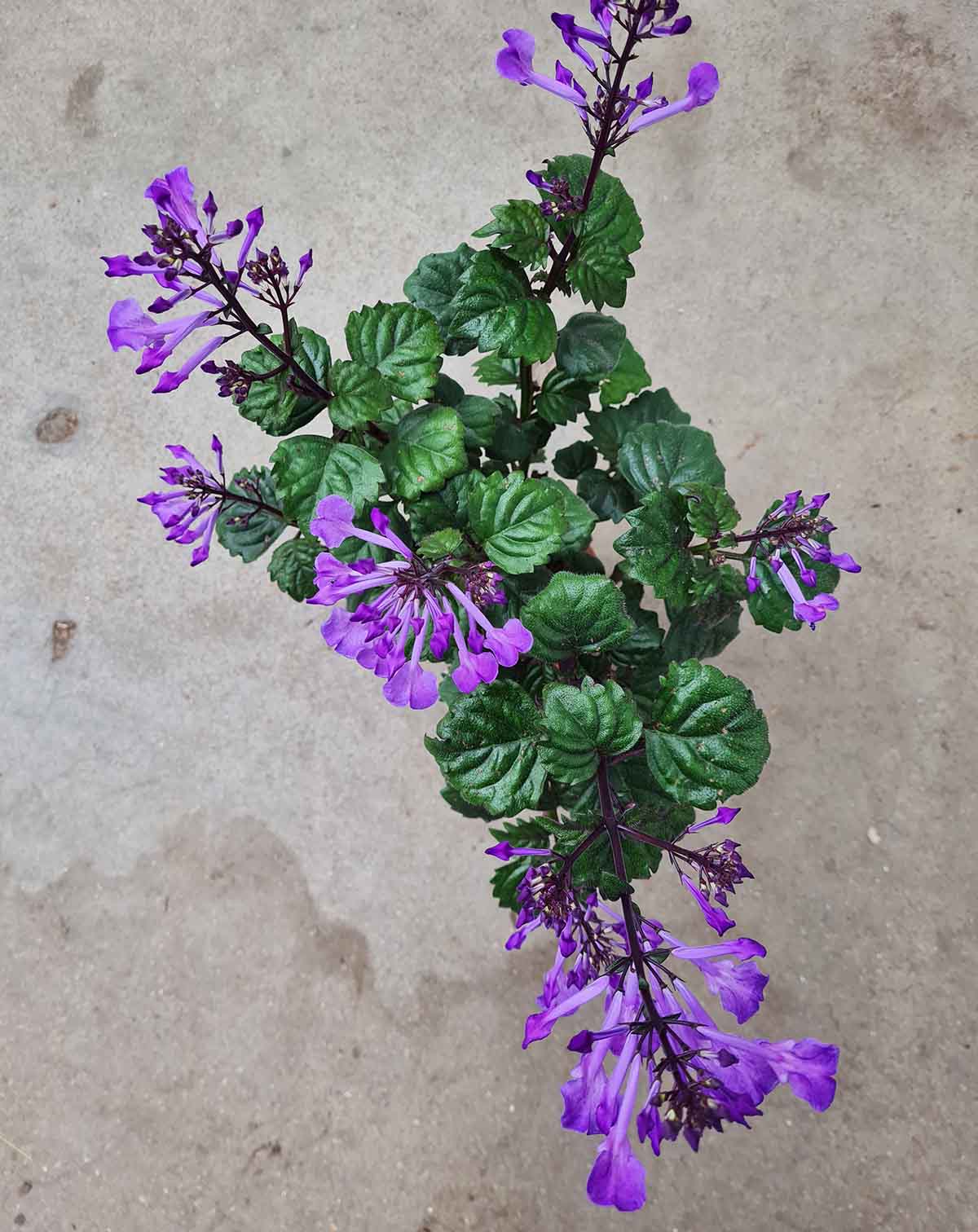 Plectranthus ‘Magic Mona Purple’