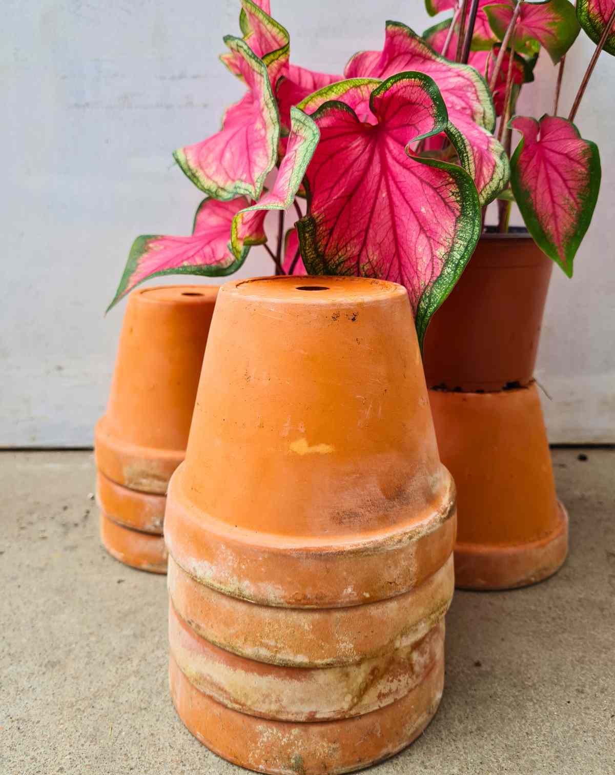 Pot terre cuite