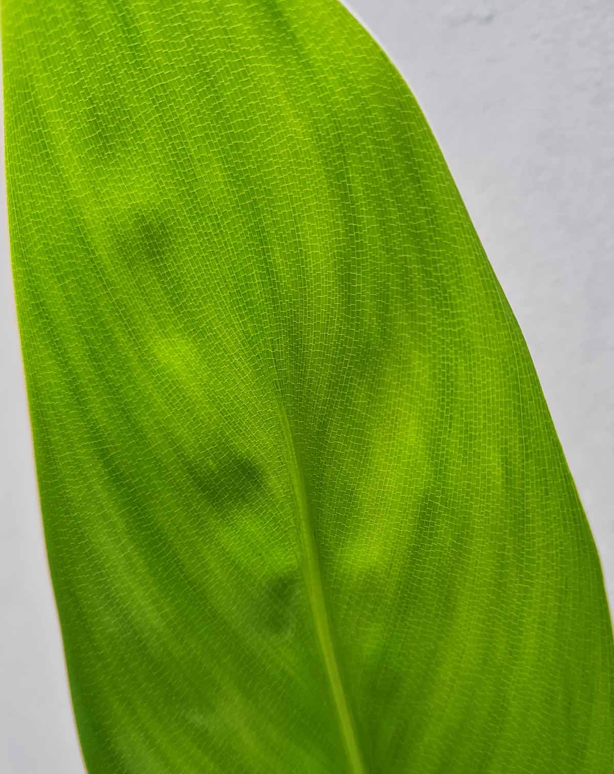 Strelitzia nicolaï - Oiseau du paradis