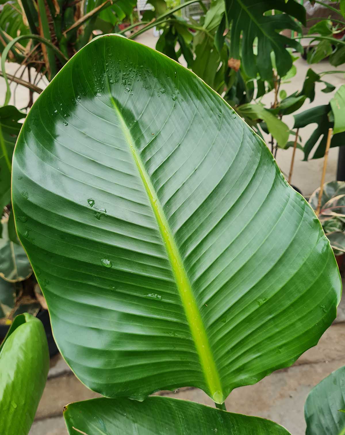 Strelitzia nicolaï - Oiseau du paradis