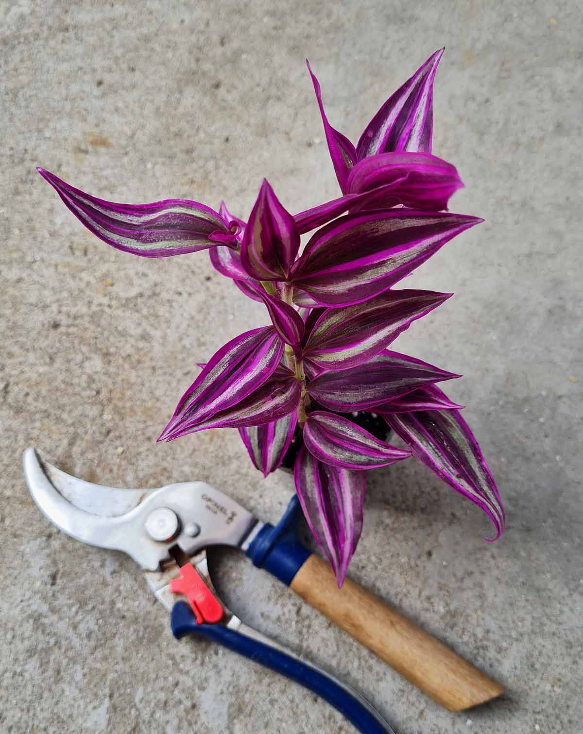 Tradescantia zebrina 'Pink Paradise'