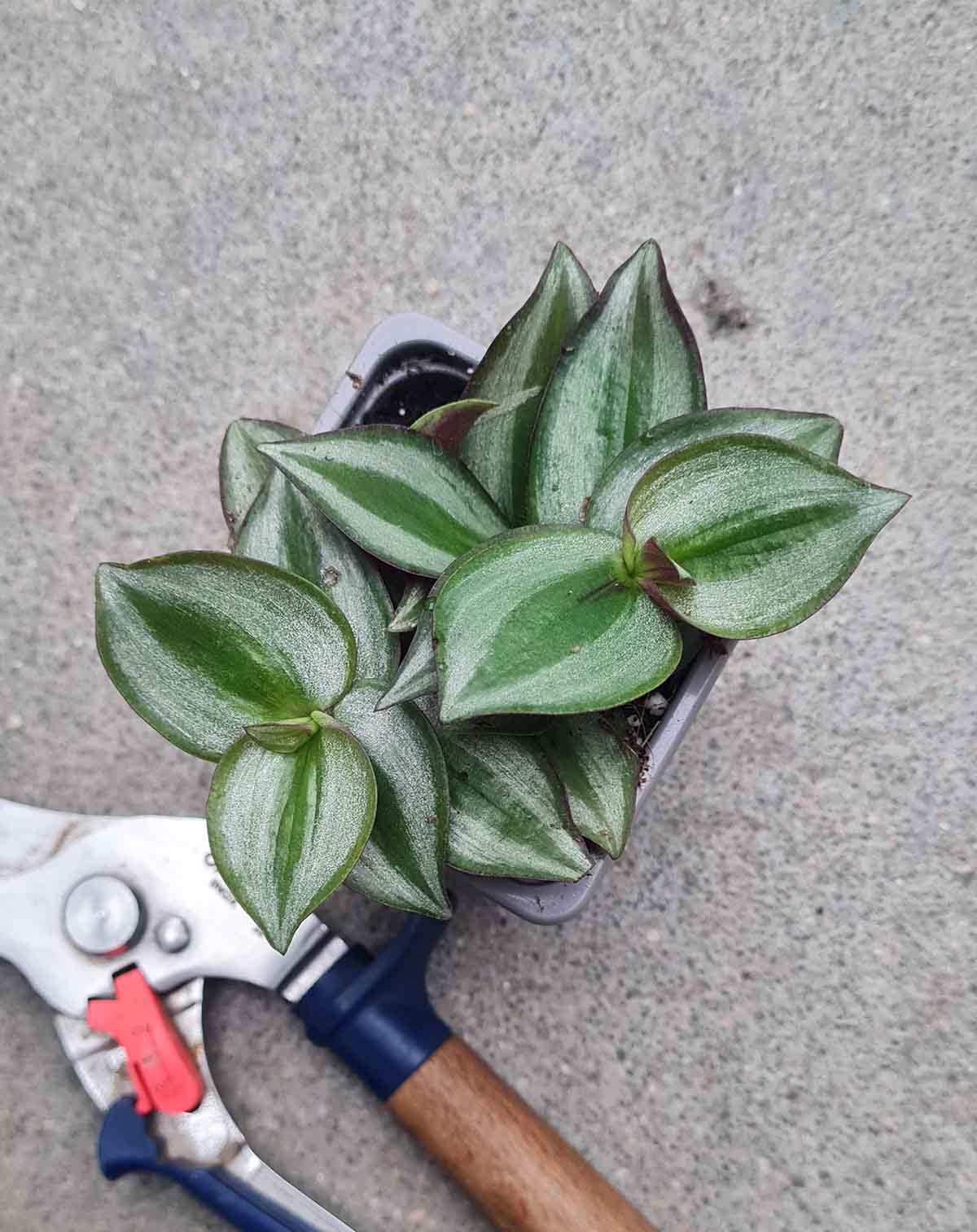 Tradescantia zebrina