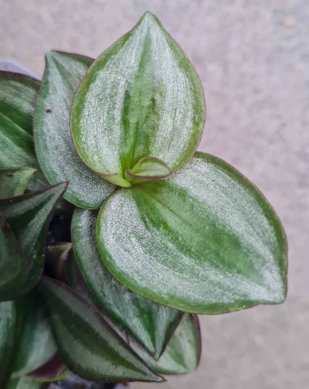 Tradescantia zebrina