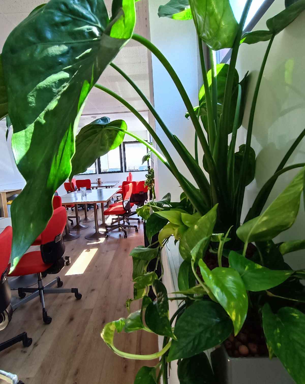 Végétalisation de bureaux et lieux de vie sur mesure