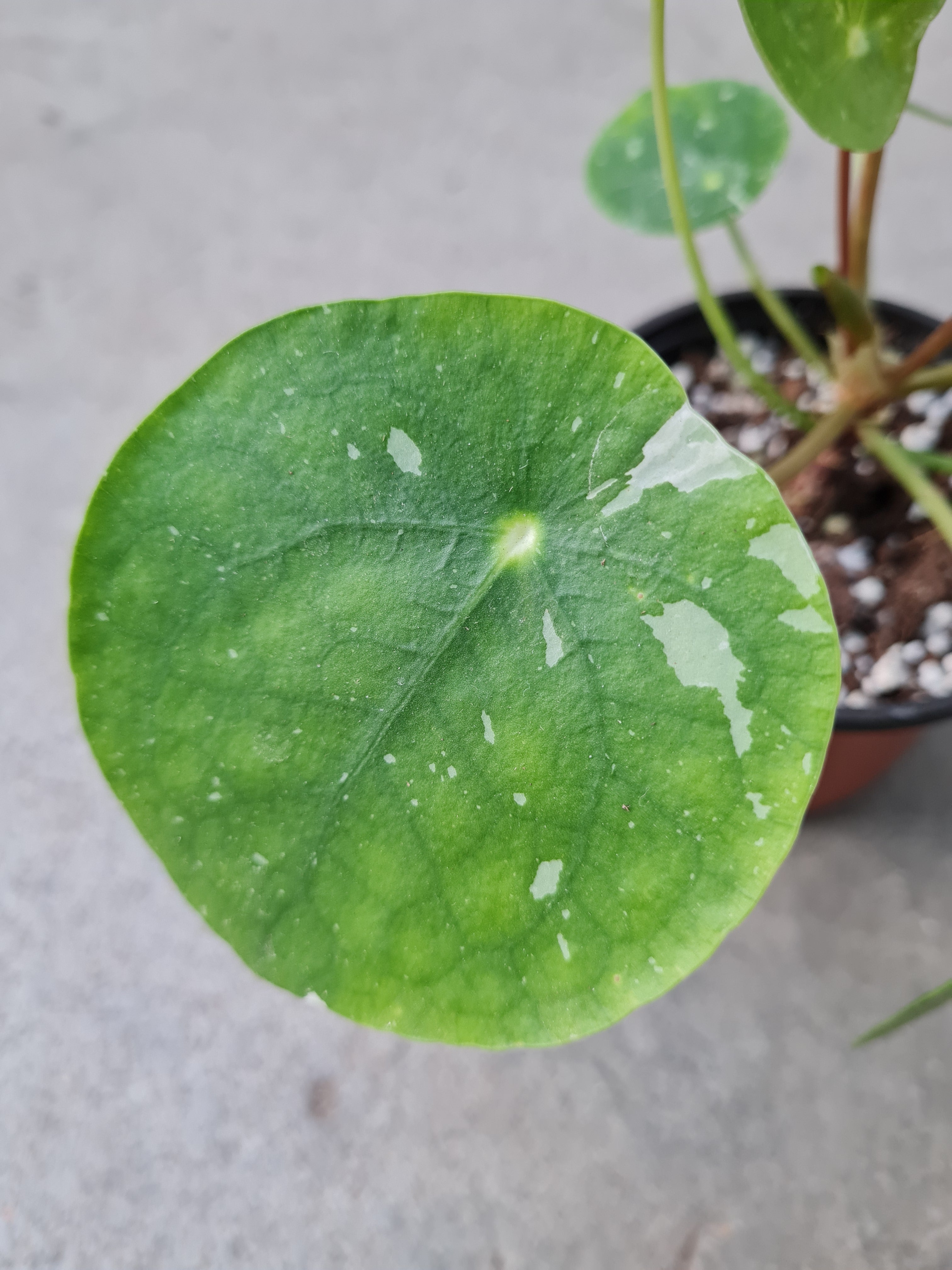 Pilea peperomioides 'White Splash'
