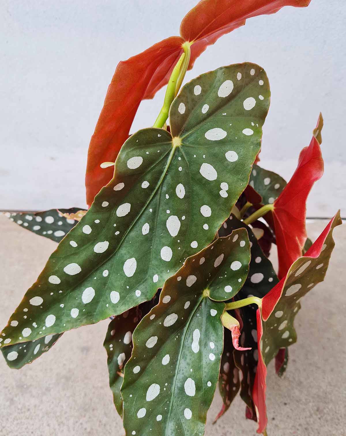 Begonia maculata (7363519611033)
