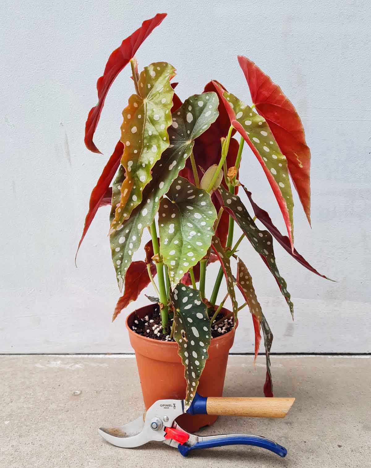 Begonia maculata (7363519611033)