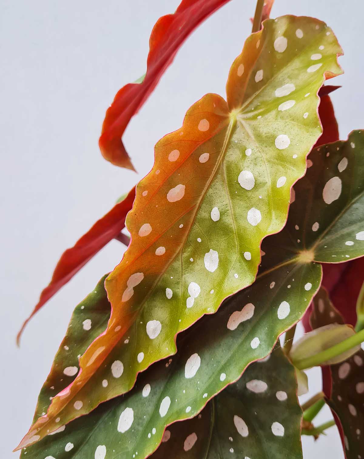 Begonia maculata (7363519611033)