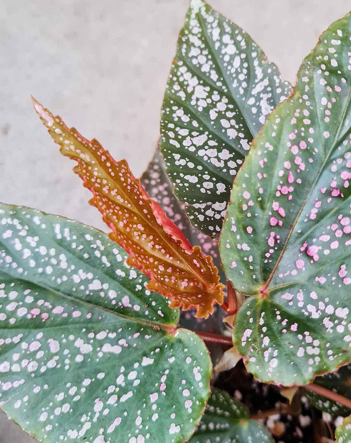 Begonia 'Polka Dot Pink'