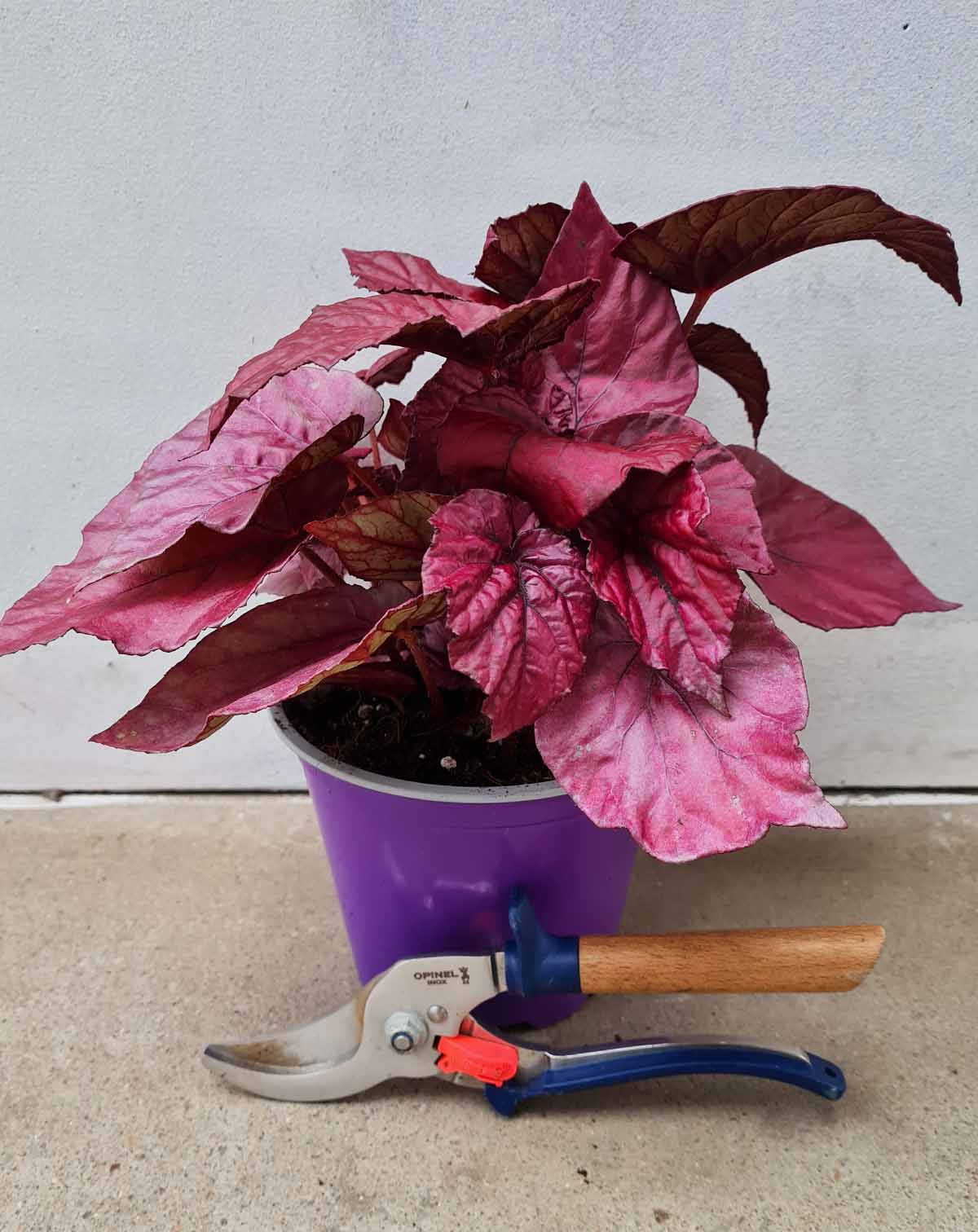 Begonia 'Inca Flame' (7129921650841)