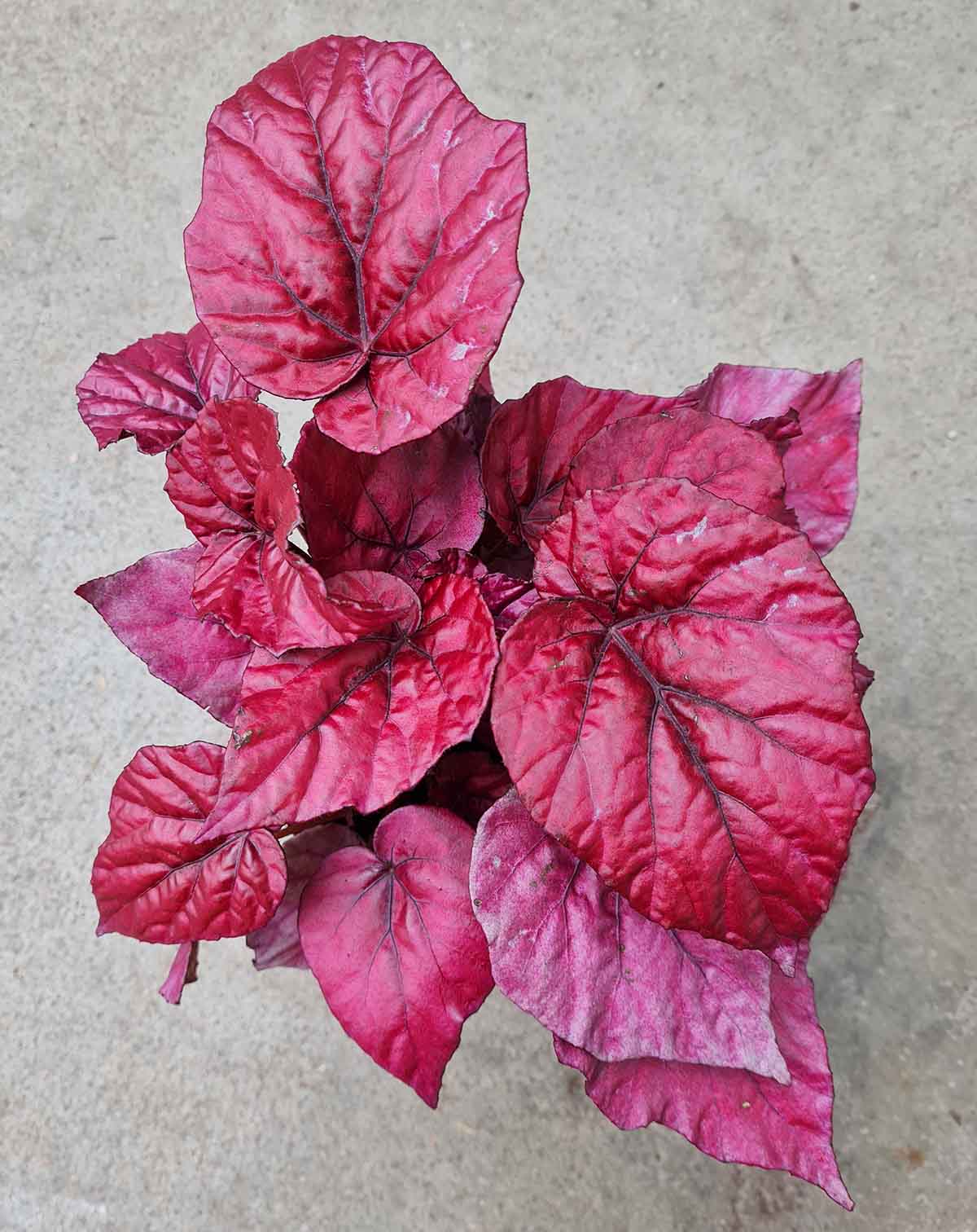 Begonia 'Inca Flame' (7129921650841)