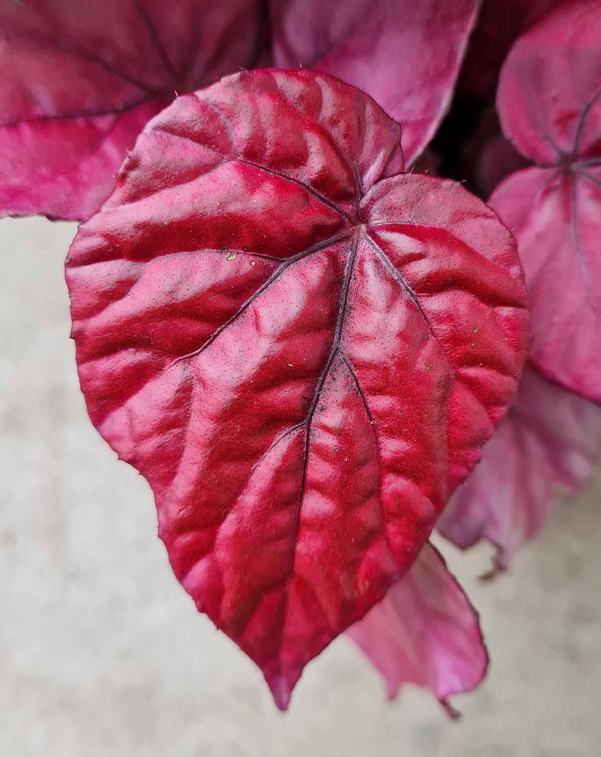 Begonia 'Inca Flame' (7129921650841)