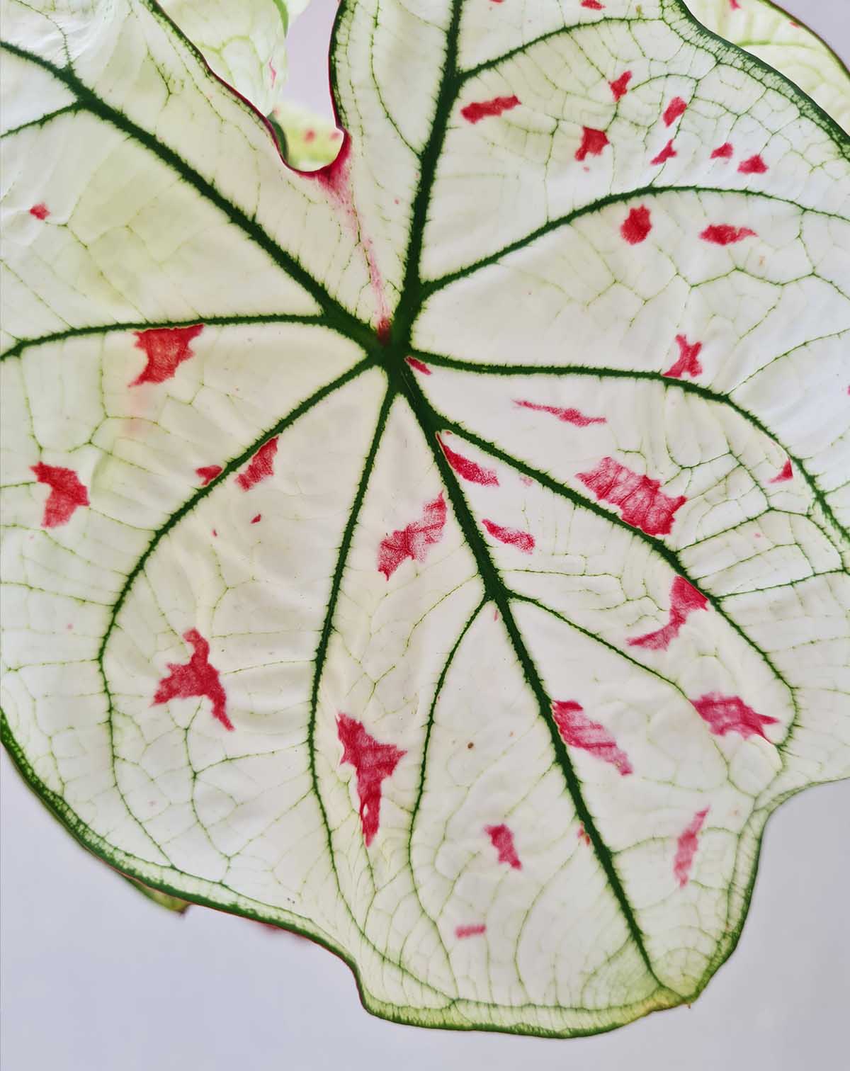 Caladium 'Cranberry Star' (7434950246553)