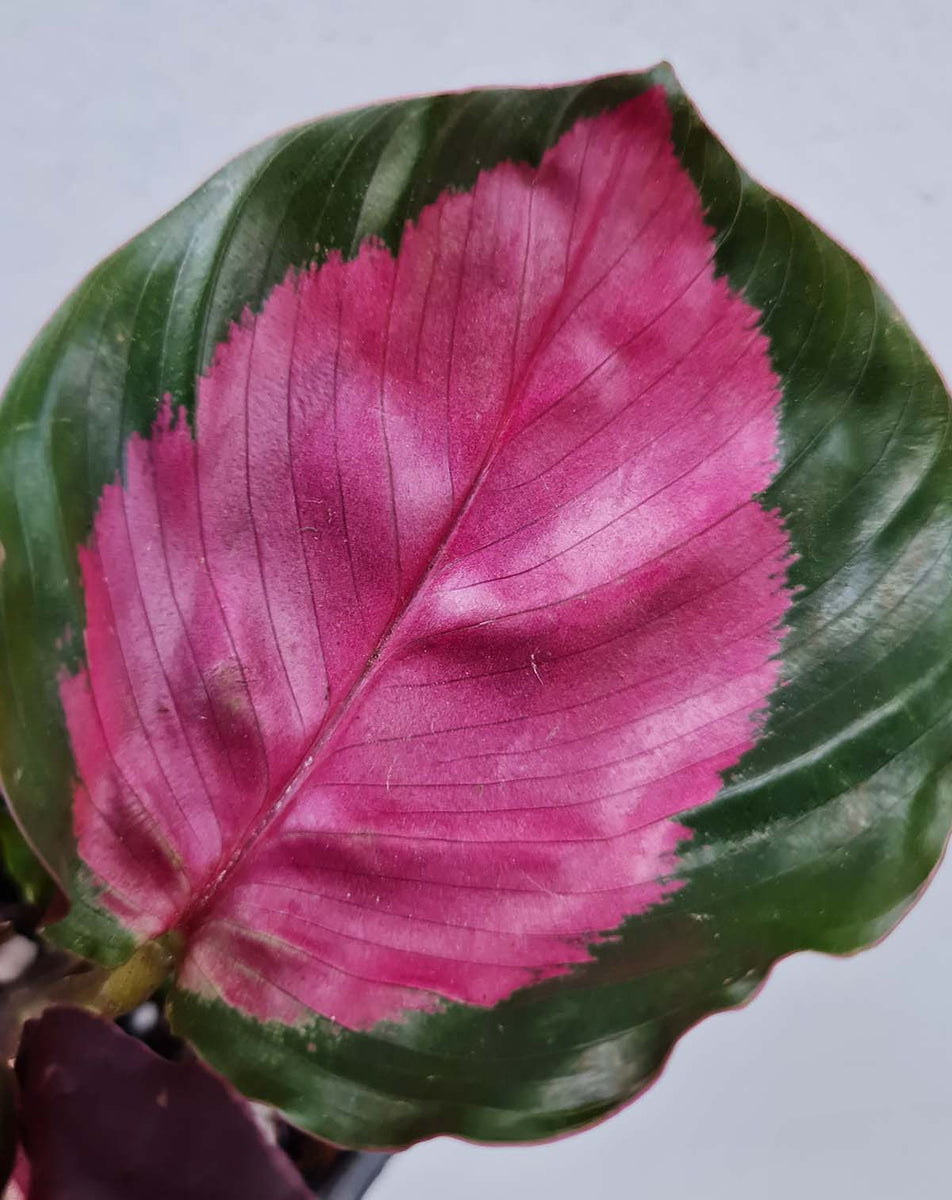 Calathea 'Purple Rose' 23DEGRE