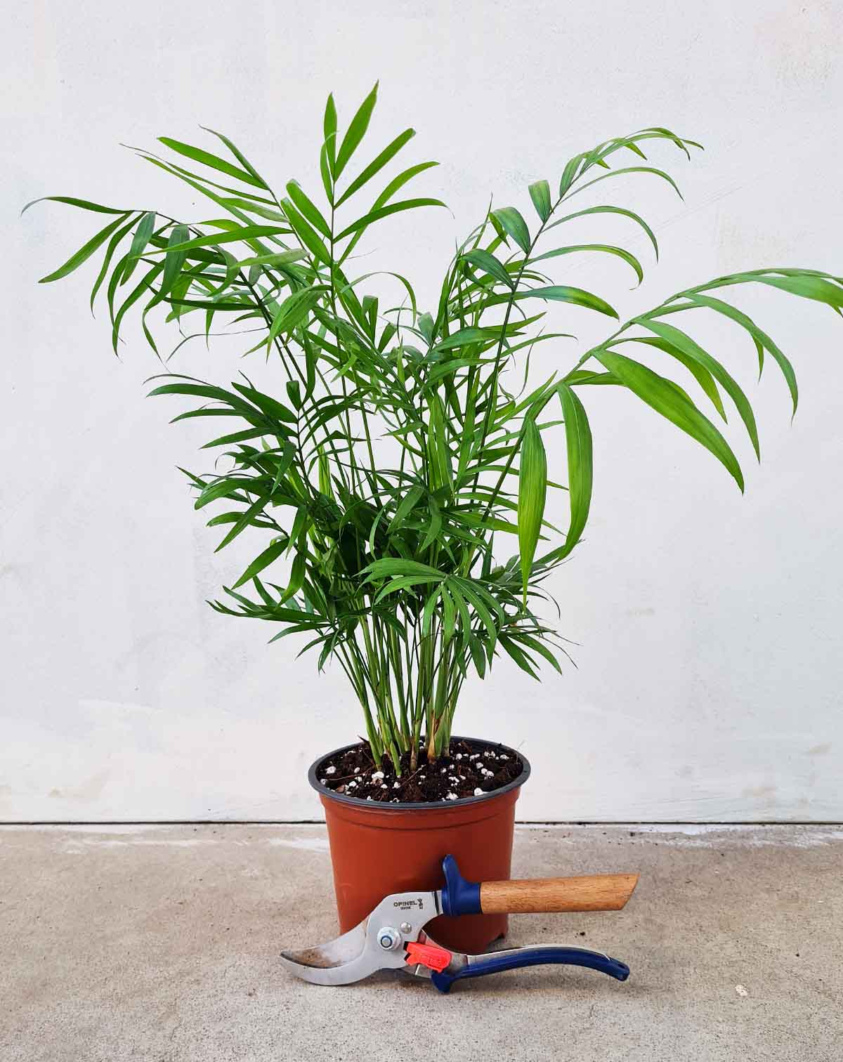 Chamaedora elegans (7205328027801)