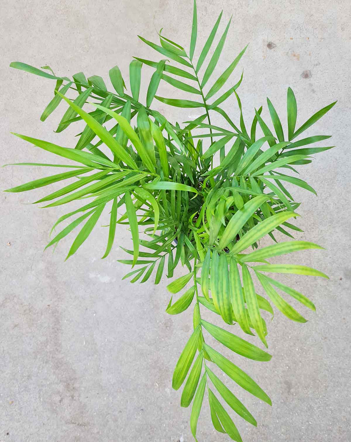 Chamaedora elegans (7205328027801)