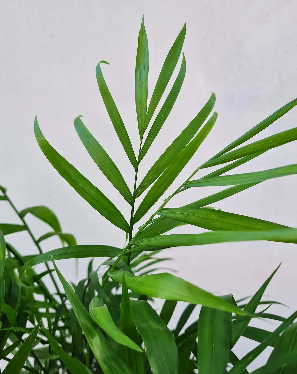 Chamaedora elegans (7205328027801)