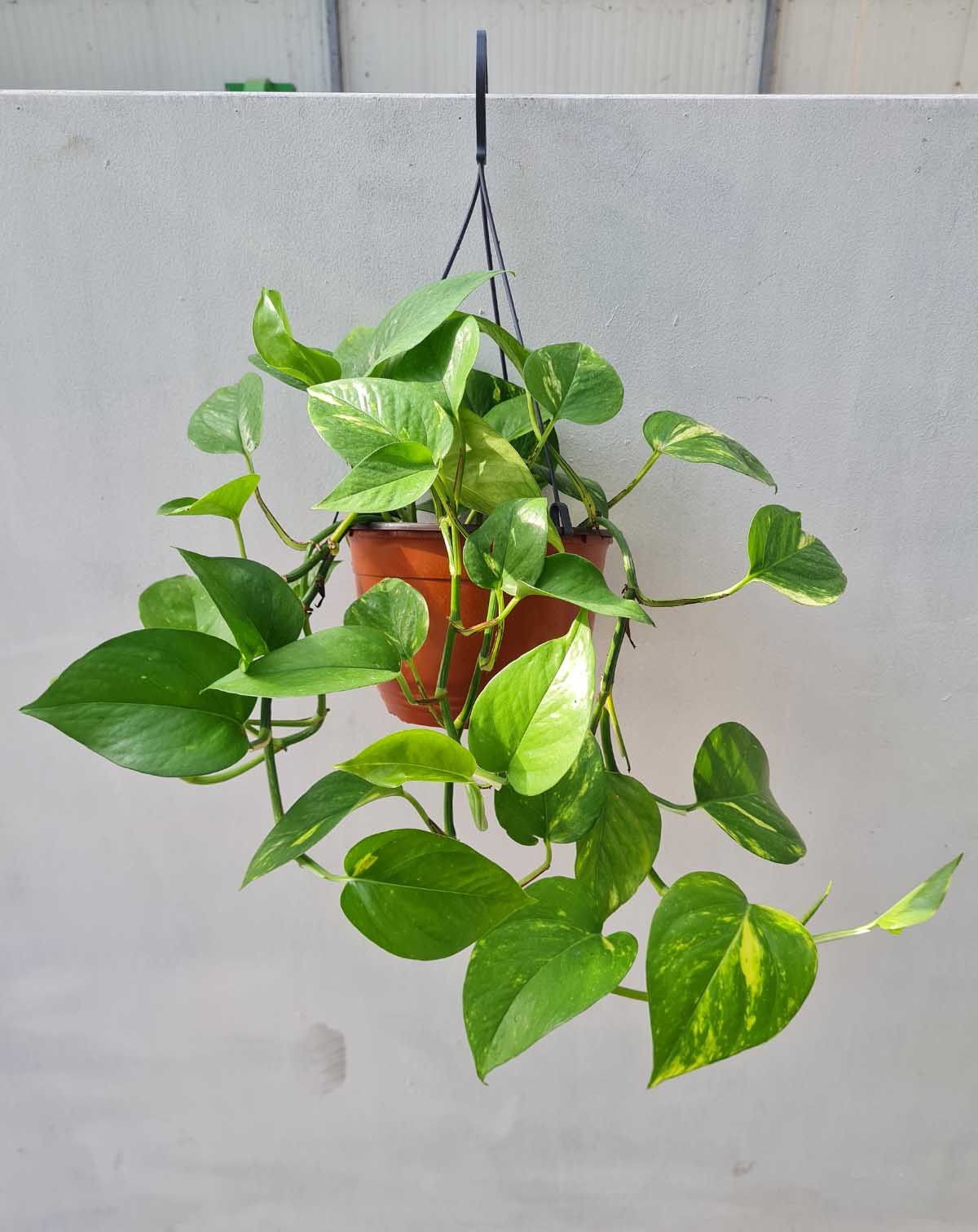 Epipremnum aureum