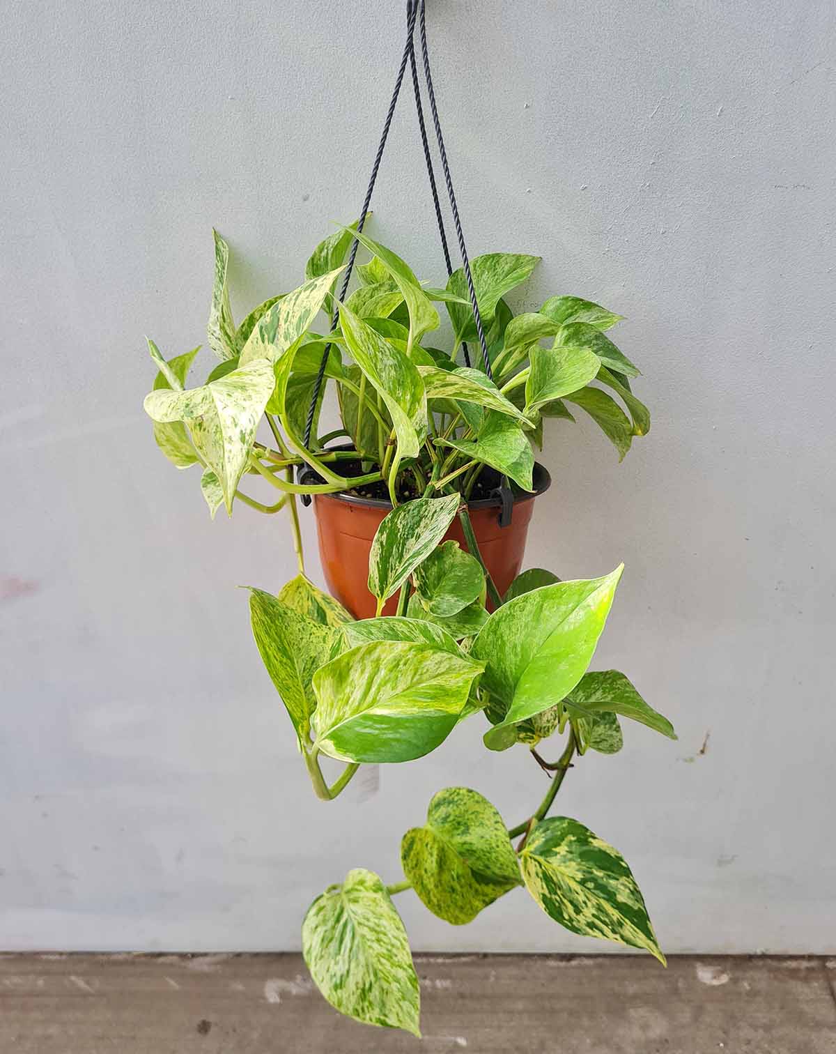 Epipremnum aureum 'Marble Queen'