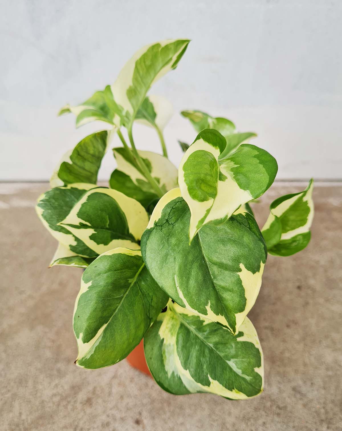 Epipremnum aureum 'N'joy'