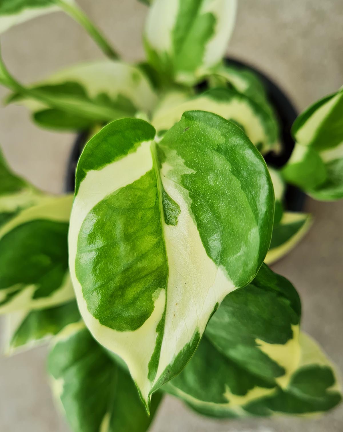 Epipremnum aureum 'N'joy'